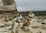 The Mutts Nutts Dog Walking Service Stevenage